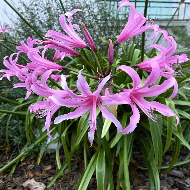 Amaryllis Belladonna 20/+ X1(Bulbe)