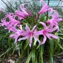 Amaryllis Belladonna 20/+ X1(Bulbe)