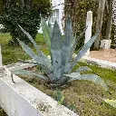 Agave Americana - Agave d'amérique