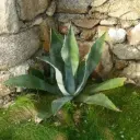 Agave Americana - Agave d'amérique