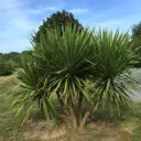 Cordyline Australis