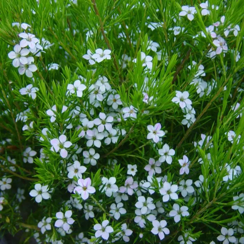 Diosma Hirsuta Pink Fountain - Plante du pêcheur
