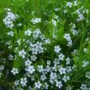 Diosma Hirsuta Pink Fountain - Plante du pêcheur
