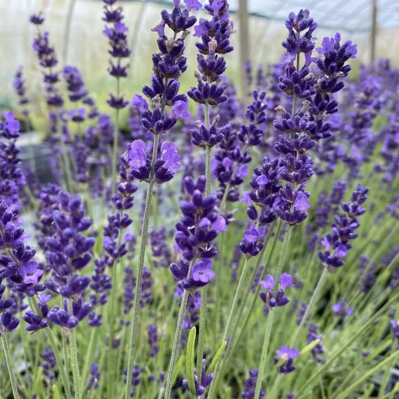 Lavandula angustifolia Hidcote Blue-Lavande officinale Hidcote Blue 