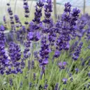 Lavandula angustifolia Hidcote Blue-Lavande officinale Hidcote Blue 