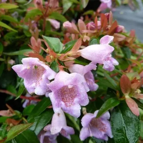 Abelia Edward Goucher