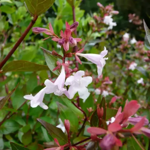 Abelia Grandiflora