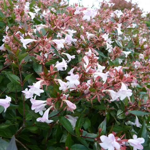 Abelia Grandiflora