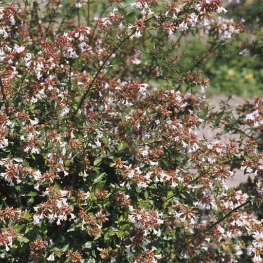 Abelia Grandiflora Prostata