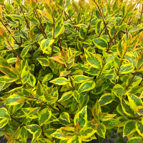 Abelia Grandiflora Sarabande