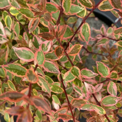 Abelia Grandiflora Sunshine Day Dream©