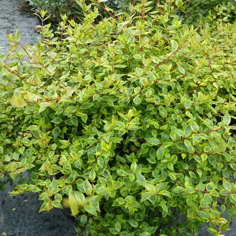 Abelia Grandiflora Sunshine Day Dream©