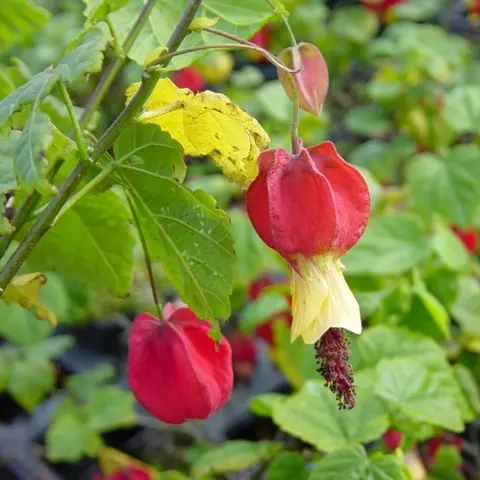 Abutilon Megapotanicum