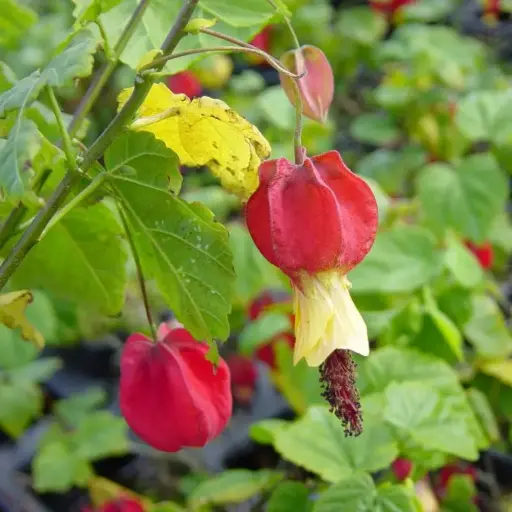 Abutilon Megapotanicum