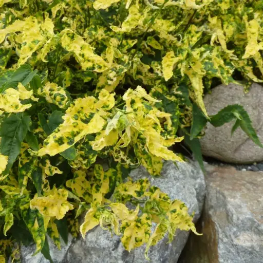 Abutilon Megapotanicum Variegata