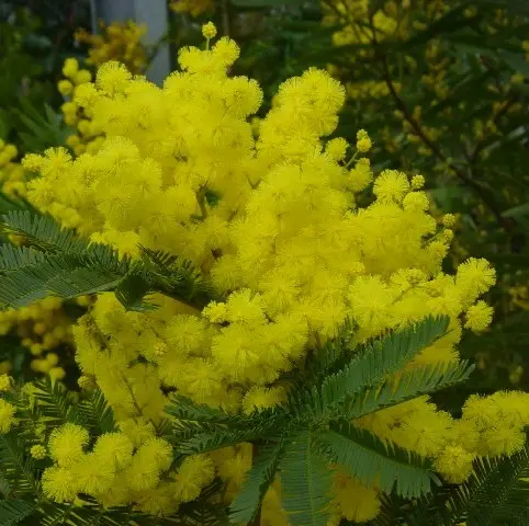 Acacia Dealbata Gaulois - Mimosa d'hiver