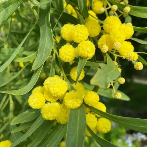 Acacia Retinodes (graine) - Mimosa des  4 saisons