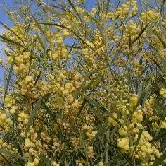 Acacia Retinodes (graine) - Mimosa des  4 saisons