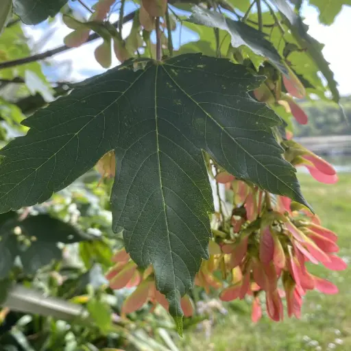 Acer Pseudoplatanus - Erable sycomore