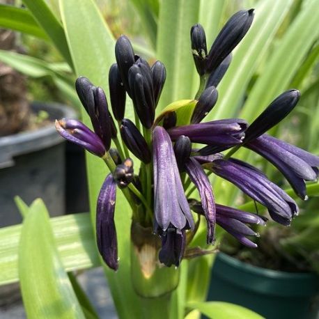 Agapanthe Black Magic - Agapanthus