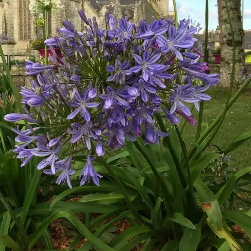 Agapanthe Umbellatus = Africanus - Agapanthus