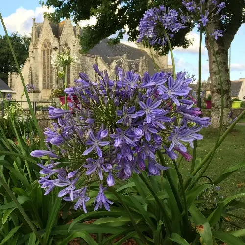 Agapanthe Umbellatus = Africanus - Agapanthus