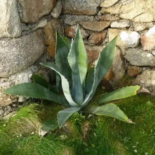 Agave Americana - Agave d'amérique