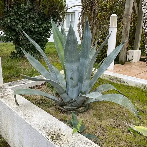 Agave Americana - Agave d'amérique