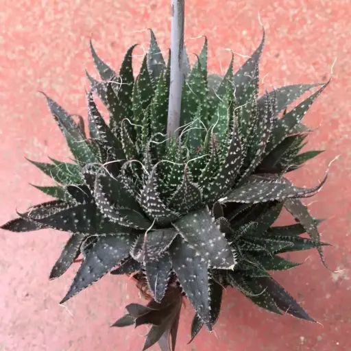 Aloe Aristata - Aloès