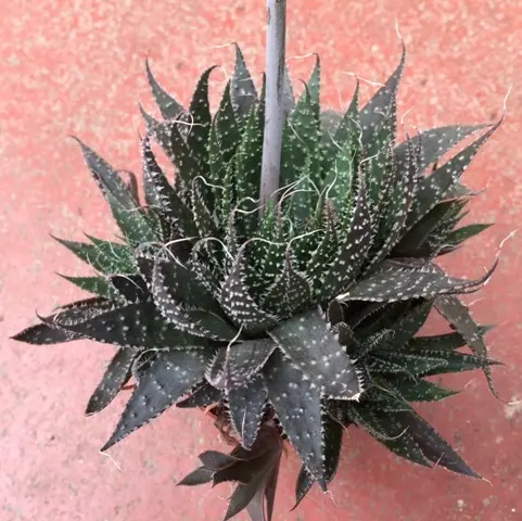 Aloe Aristata - Aloès