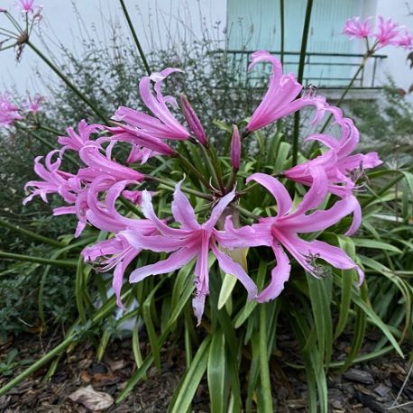 Amaryllis