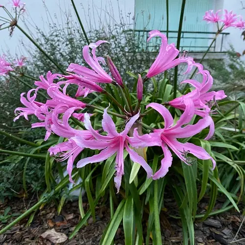 Amaryllis Belladona