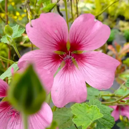 Anisodontea El Rayo