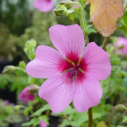 Anisodontea El Rayo
