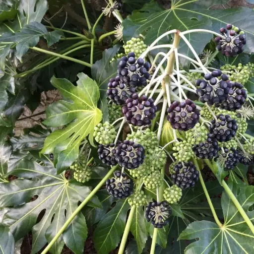 Aralia Sieboldii = Fatsia Japonica