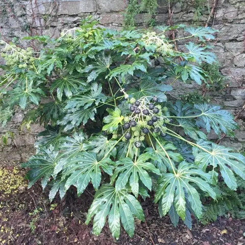 Aralia Sieboldii = Fatsia Japonica