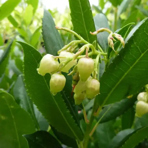 Arbutus Unedo Atlantic - Arbousier Atlantic