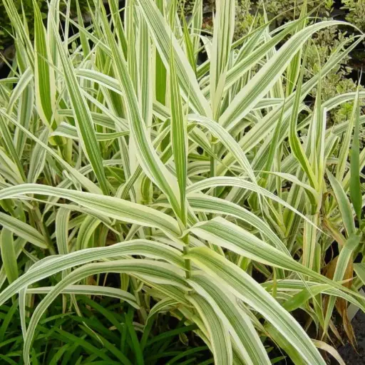 Arundo Donax