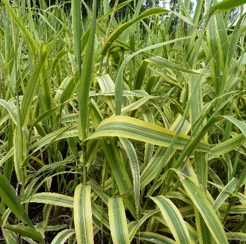 Arundo Donax