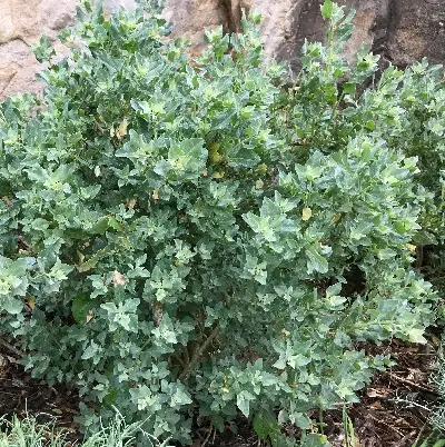 Atriplex Halimus - Pourpier de mer, Arroche marine