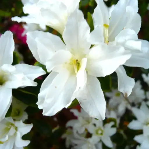 Azalée japonaise blanche - Azalea Japonica Adonis
