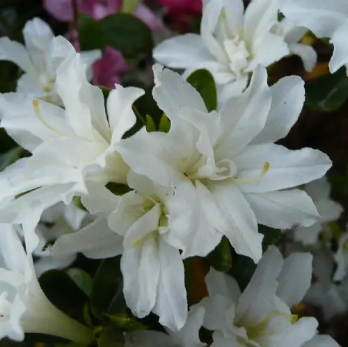 Azalée japonaise blanche - Azalea Japonica Adonis