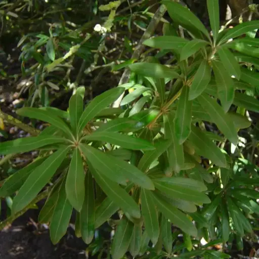 Banksia Integrifolia - Arbuste aux chandelles 