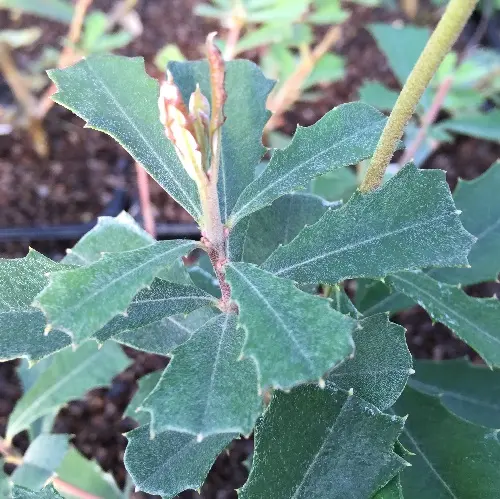 Banksia Integrifolia