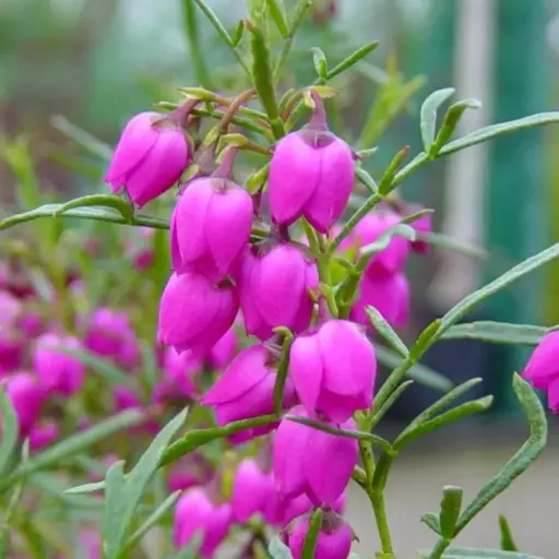 Boronia Heterophylla