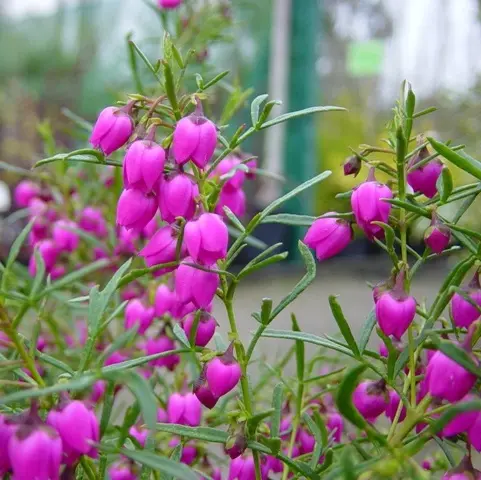 Boronia Heterophylla