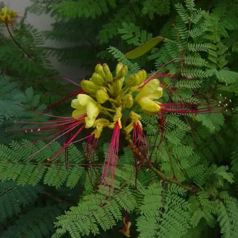 Caesalpina Gilesii