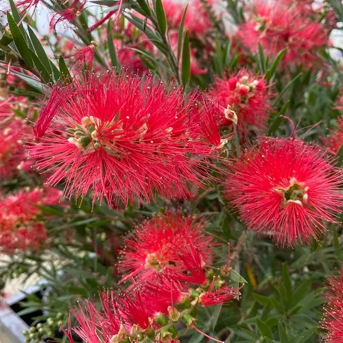 Callistemon