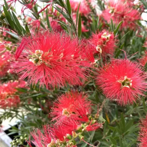 Callistemon Rigidus - Rince Bouteille rouge