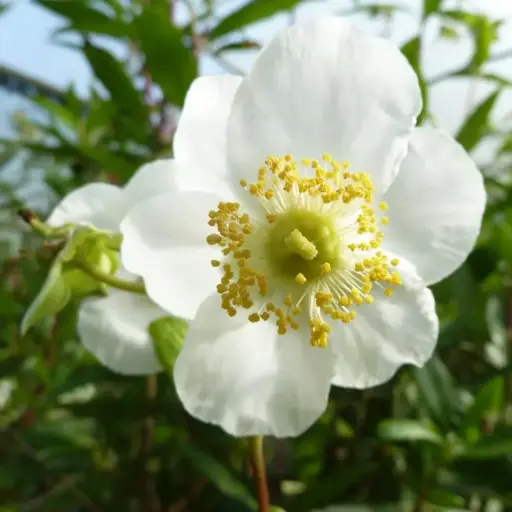 Carpenteria Californica Bodnant - Arbre aux anémones